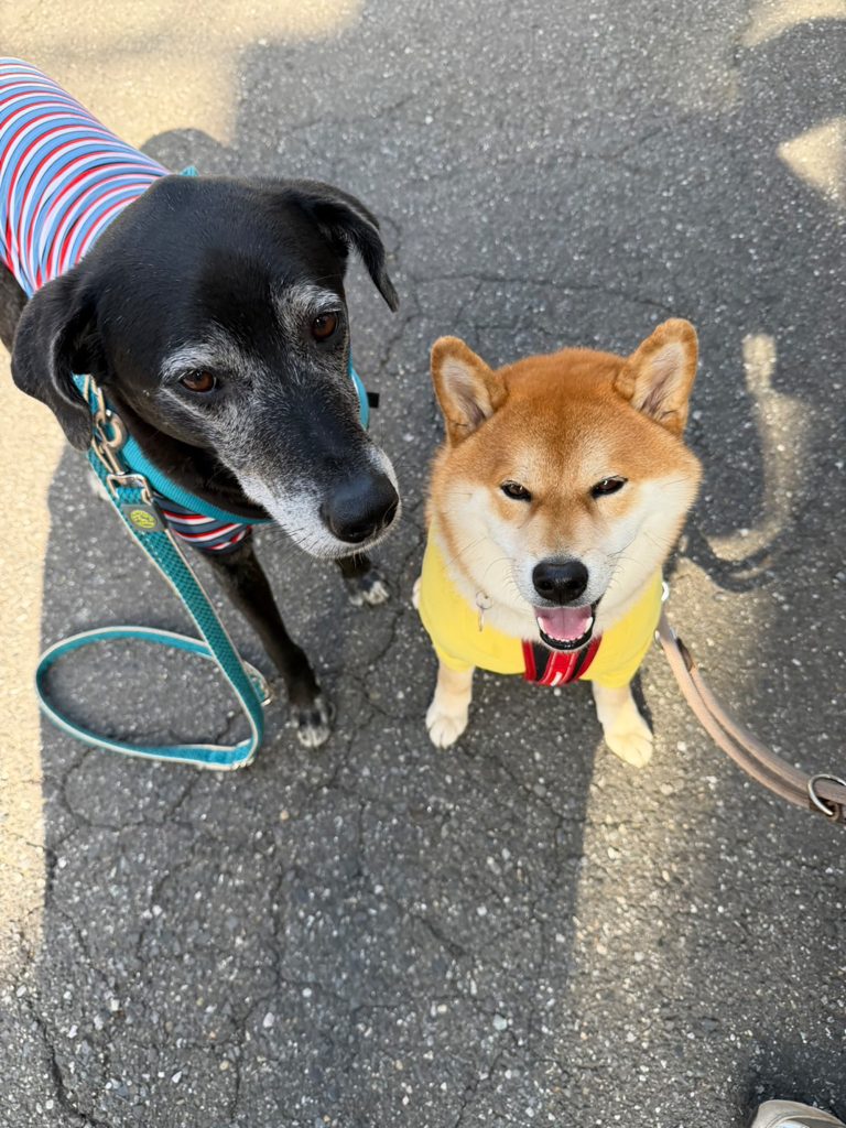 おやつのためならいい子できます。いや、そうでもないか。柴犬,ハルくん,子犬