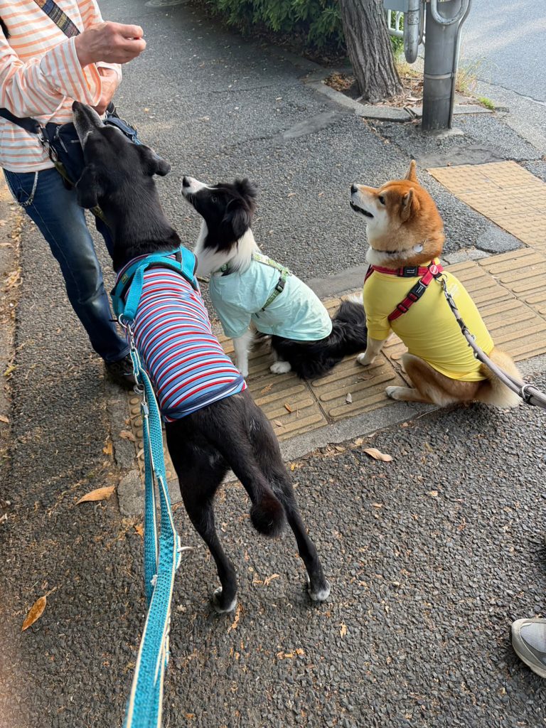 おやつのためならいい子できます。いや、そうでもないか。柴犬,ハルくん,子犬