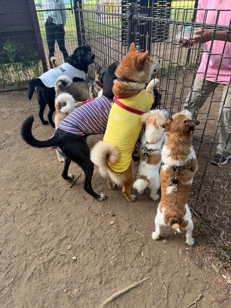 おやつのためならいい子できます。いや、そうでもないか。柴犬,ハルくん,子犬