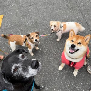 ぼくは見送り係。グーフィー、こはく、しずく、また明日ねー。