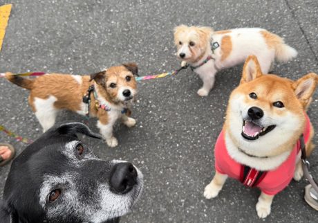 ぼくは見送り係。グーフィー、こはく、しずく、また明日ねー。