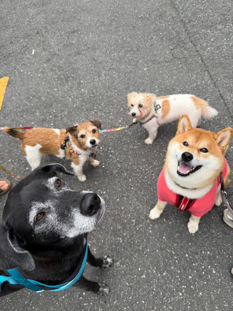 ぼくは見送り係。グーフィー、こはく、しずく、また明日ねー。柴犬,ハルくん,子犬 ぼくは見送り係。グーフィー、こはく、しずく、また明日ねー。柴犬,ハルくん,子犬