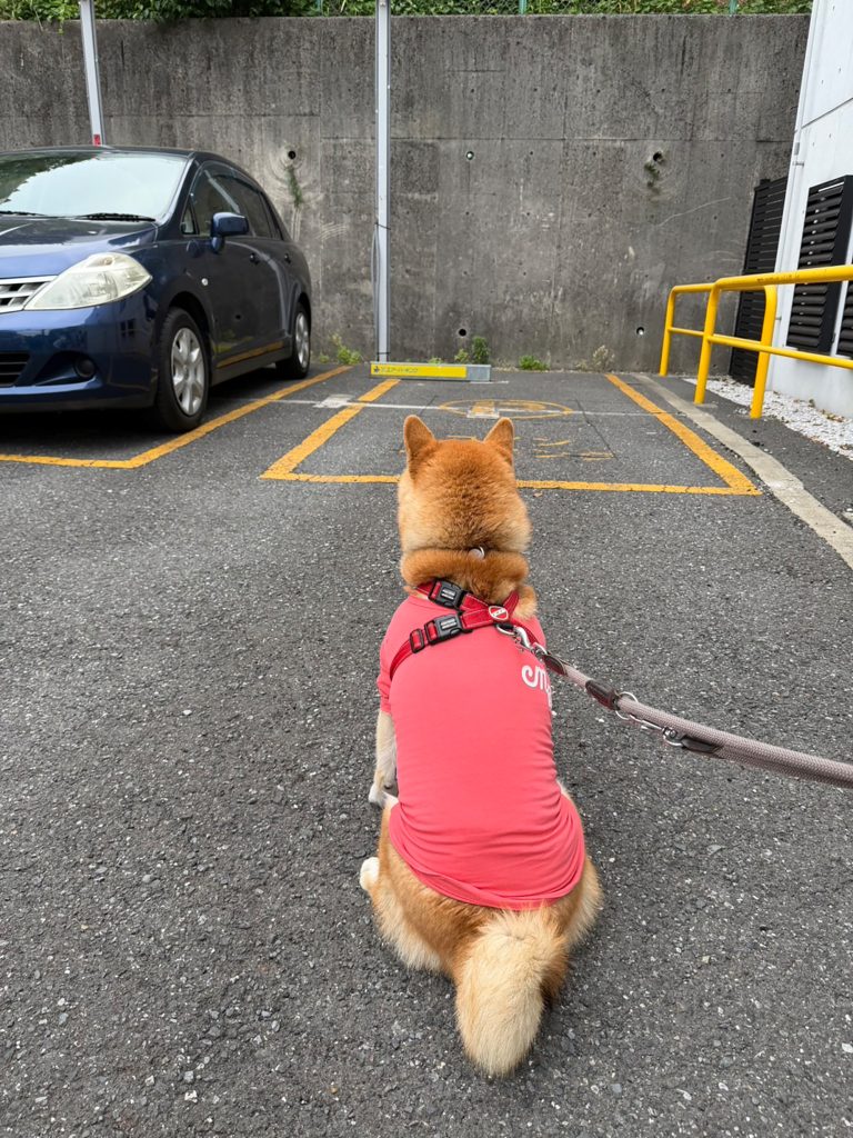 ぼくは見送り係。グーフィー、こはく、しずく、また明日ねー。柴犬,ハルくん,子犬 ぼくは見送り係。グーフィー、こはく、しずく、また明日ねー。柴犬,ハルくん,子犬