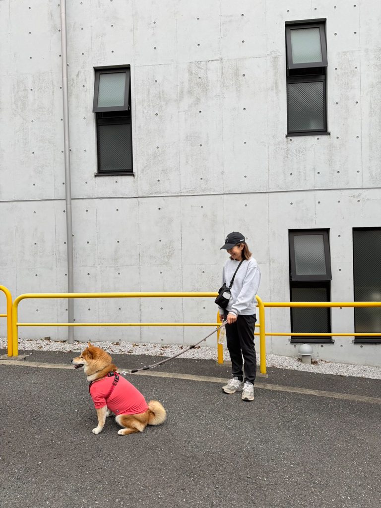 ぼくは見送り係。グーフィー、こはく、しずく、また明日ねー。柴犬,ハルくん,子犬 ぼくは見送り係。グーフィー、こはく、しずく、また明日ねー。柴犬,ハルくん,子犬