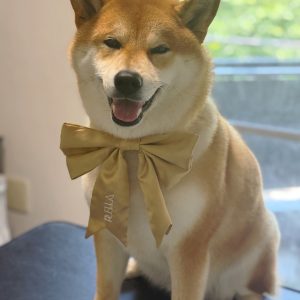 海遊びの翌日はシャンプーです2