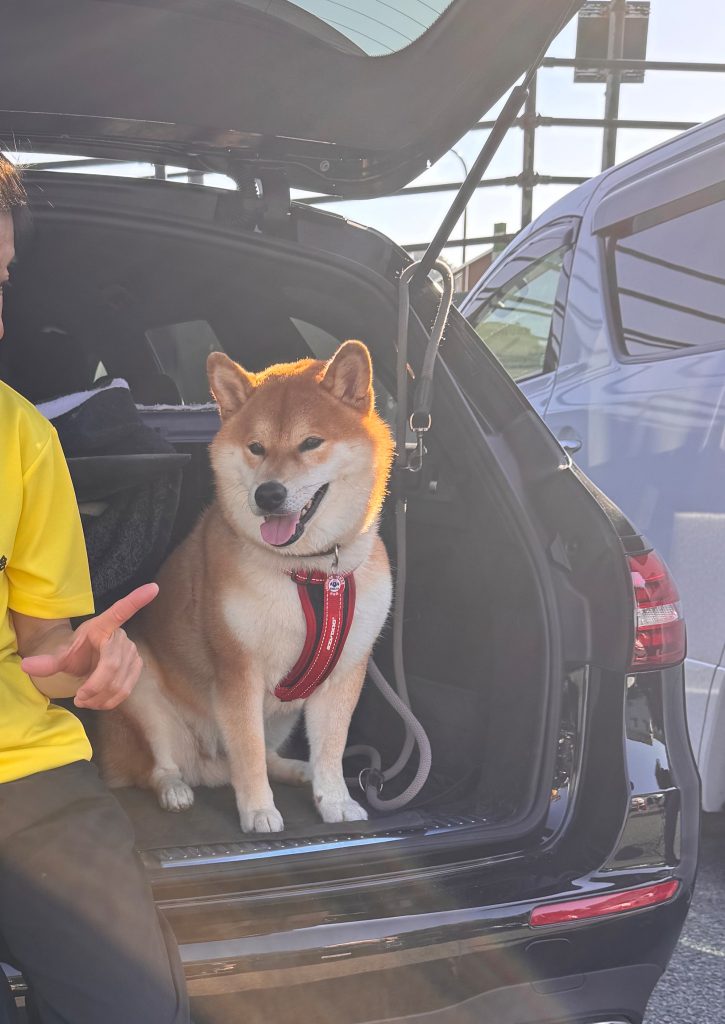 海遊びの翌日はシャンプーなのです。ふわふわぷーになりました。柴犬,ハルくん,子犬 海遊びの翌日はシャンプーなのです。ふわふわぷーになりました。柴犬,ハルくん,子犬
