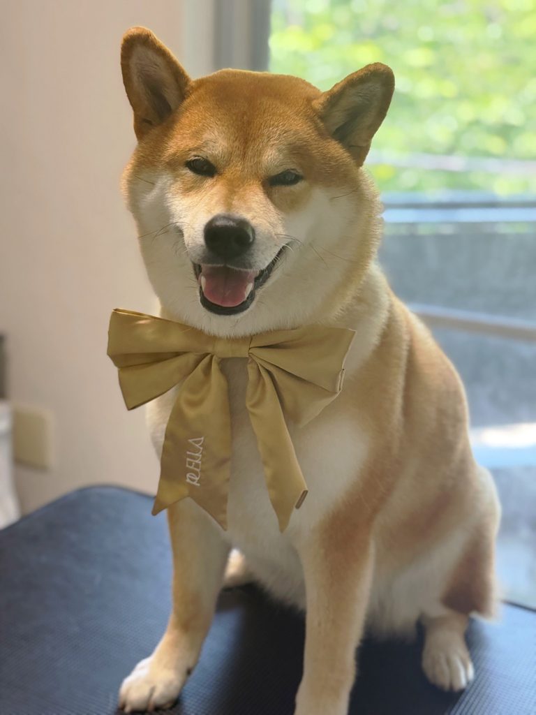 海遊びの翌日はシャンプーなのです。ふわふわぷーになりました。柴犬,ハルくん,子犬 海遊びの翌日はシャンプーなのです。ふわふわぷーになりました。柴犬,ハルくん,子犬