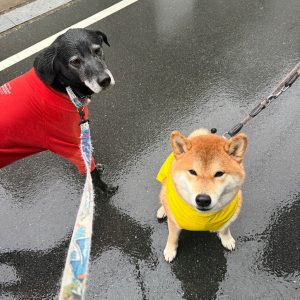 雨の日も楽しい。できればレインコートは着たくないけどね。柴犬,ハルくん,子犬