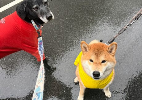 雨の日も楽しい。できればレインコートは着たくないけどね。柴犬,ハルくん,子犬