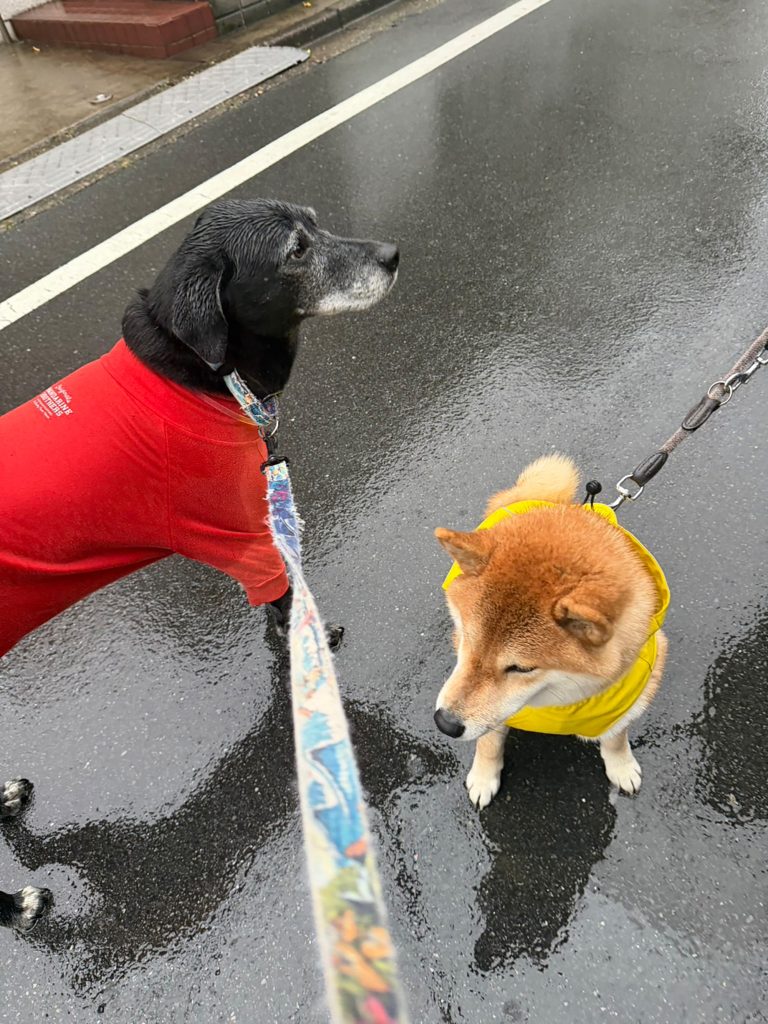 雨の日も楽しい。できればレインコートは着たくないけどね。柴犬,ハルくん,子犬