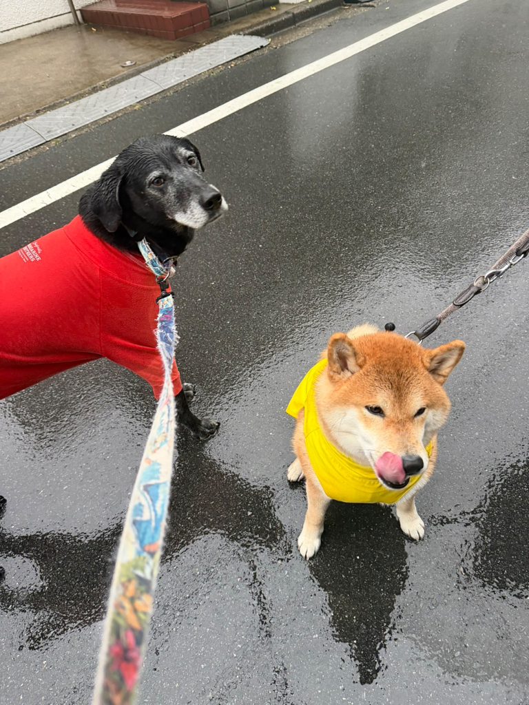雨の日も楽しい。できればレインコートは着たくないけどね。柴犬,ハルくん,子犬