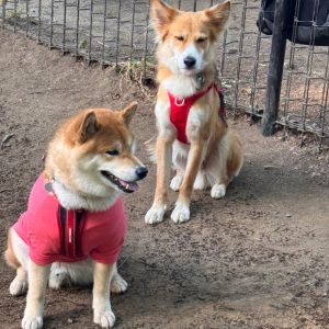 まったり仲間だっています。走り回るのだけがドッグランにあらず。