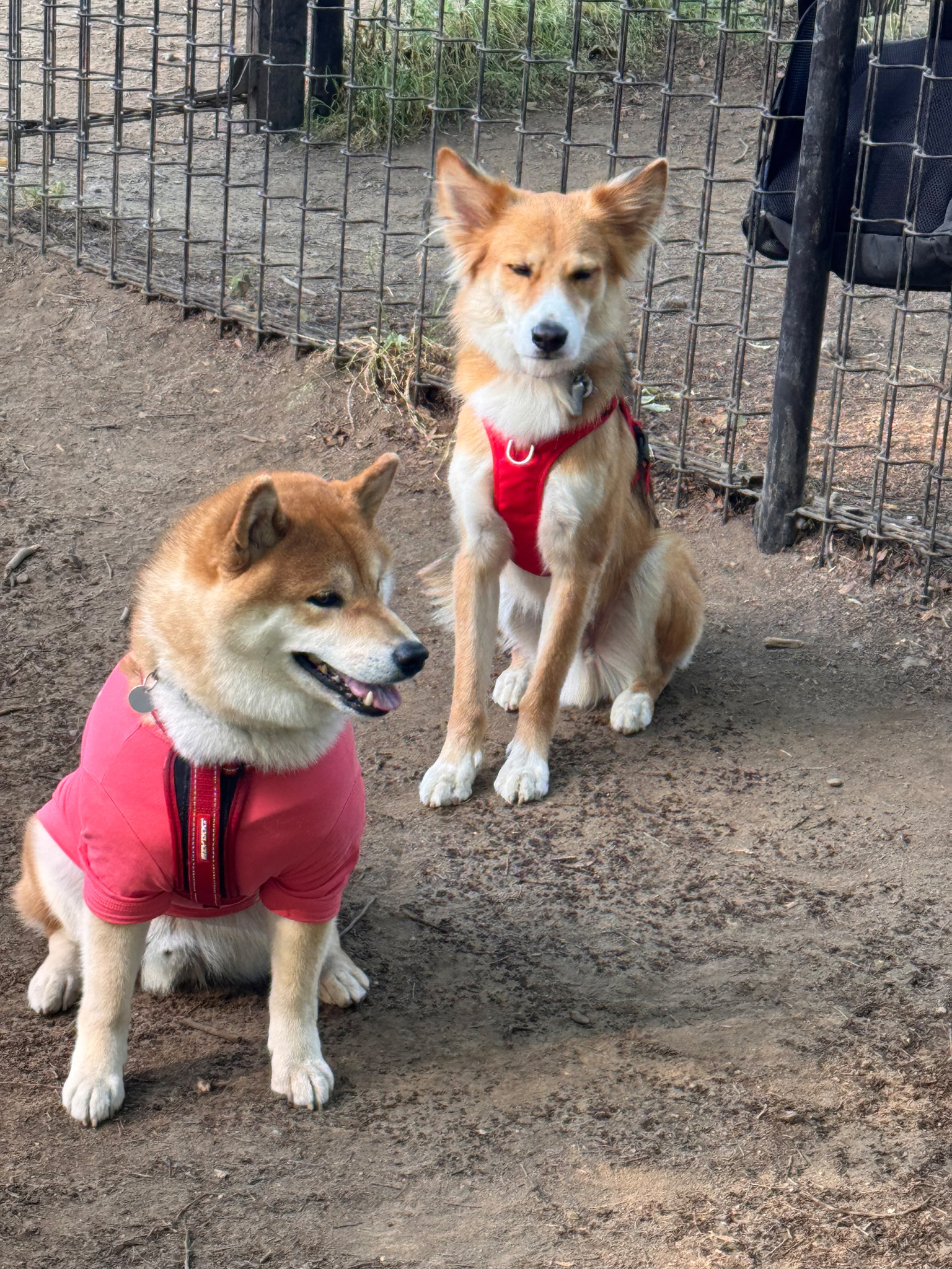 まったり仲間だっています。走り回るのだけがドッグランにあらず。