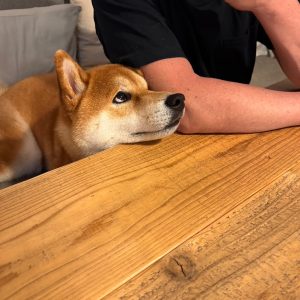 何かくれそうな予感がする。え、くれる？ くれない？ どうなの？柴犬,ハルくん,子犬