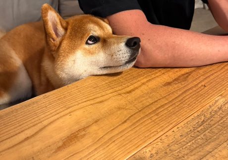 何かくれそうな予感がする。え、くれる？ くれない？ どうなの？柴犬,ハルくん,子犬