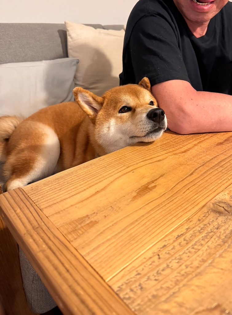 何かくれそうな予感がする。え、くれる？ くれない？ どうなの？柴犬,ハルくん,子犬