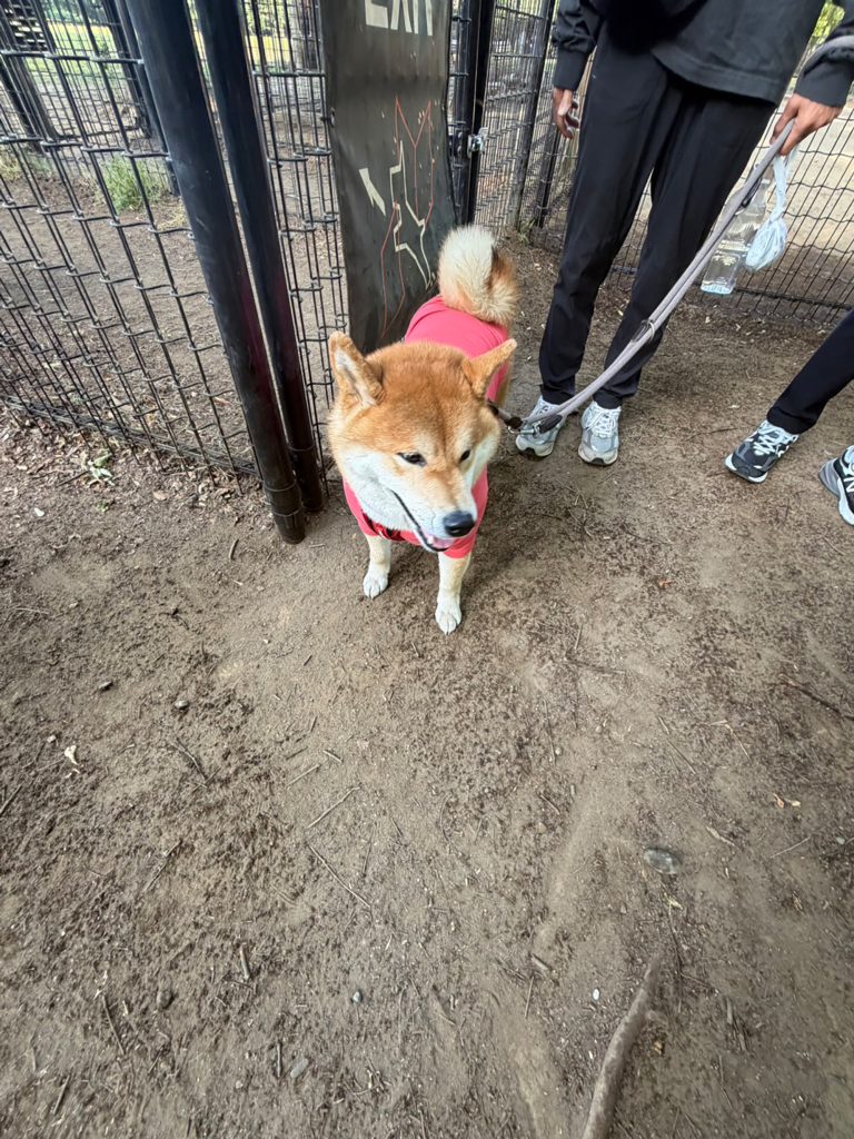 まったり仲間だっています。走り回るのだけがドッグランにあらず。柴犬,ハルくん,子犬