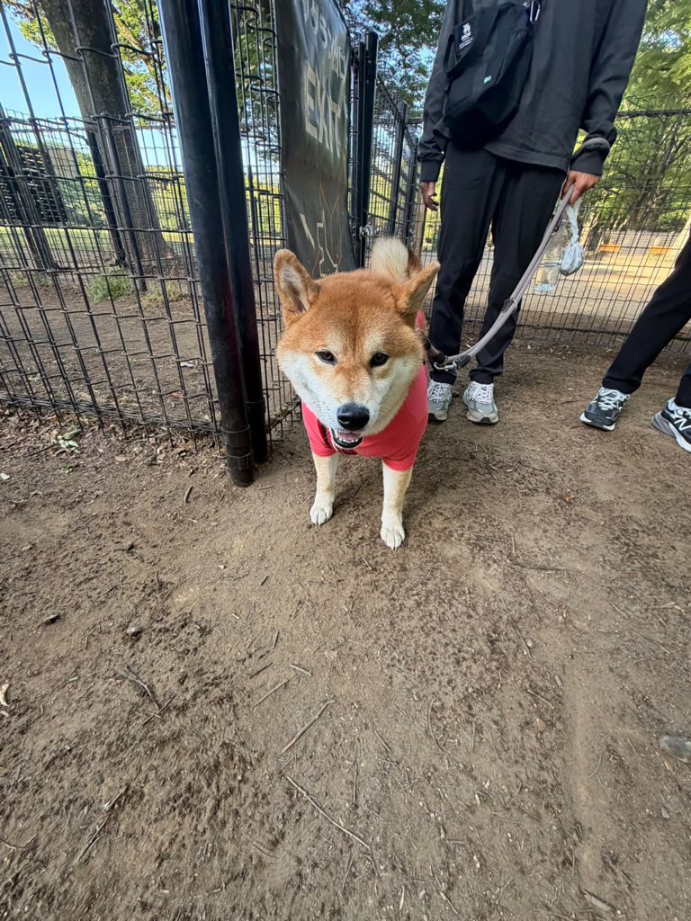 まったり仲間だっています。走り回るのだけがドッグランにあらず。柴犬,ハルくん,子犬
