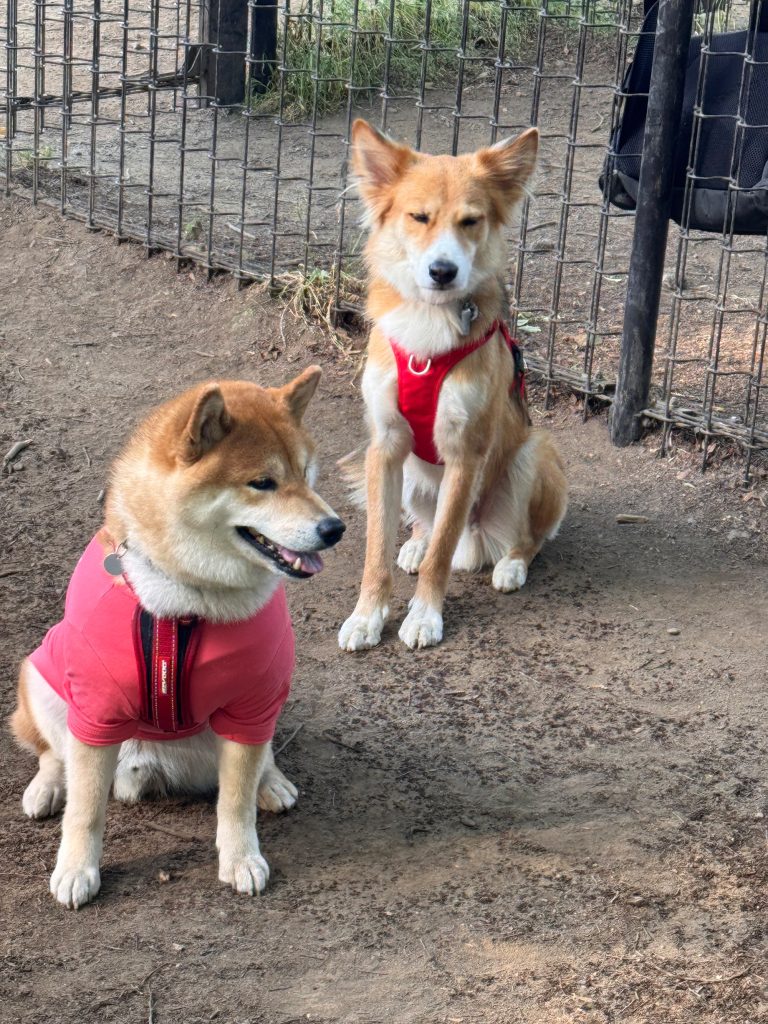 まったり仲間だっています。走り回るのだけがドッグランにあらず。柴犬,ハルくん,子犬