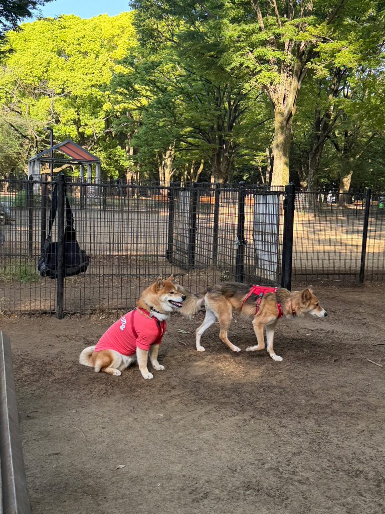 まったり仲間だっています。走り回るのだけがドッグランにあらず。柴犬,ハルくん,子犬