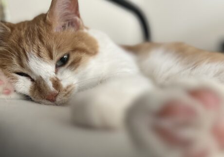 ねこは気まぐれに見えるけれど……。料理家・ワタナベマキのねことの暮らし #3