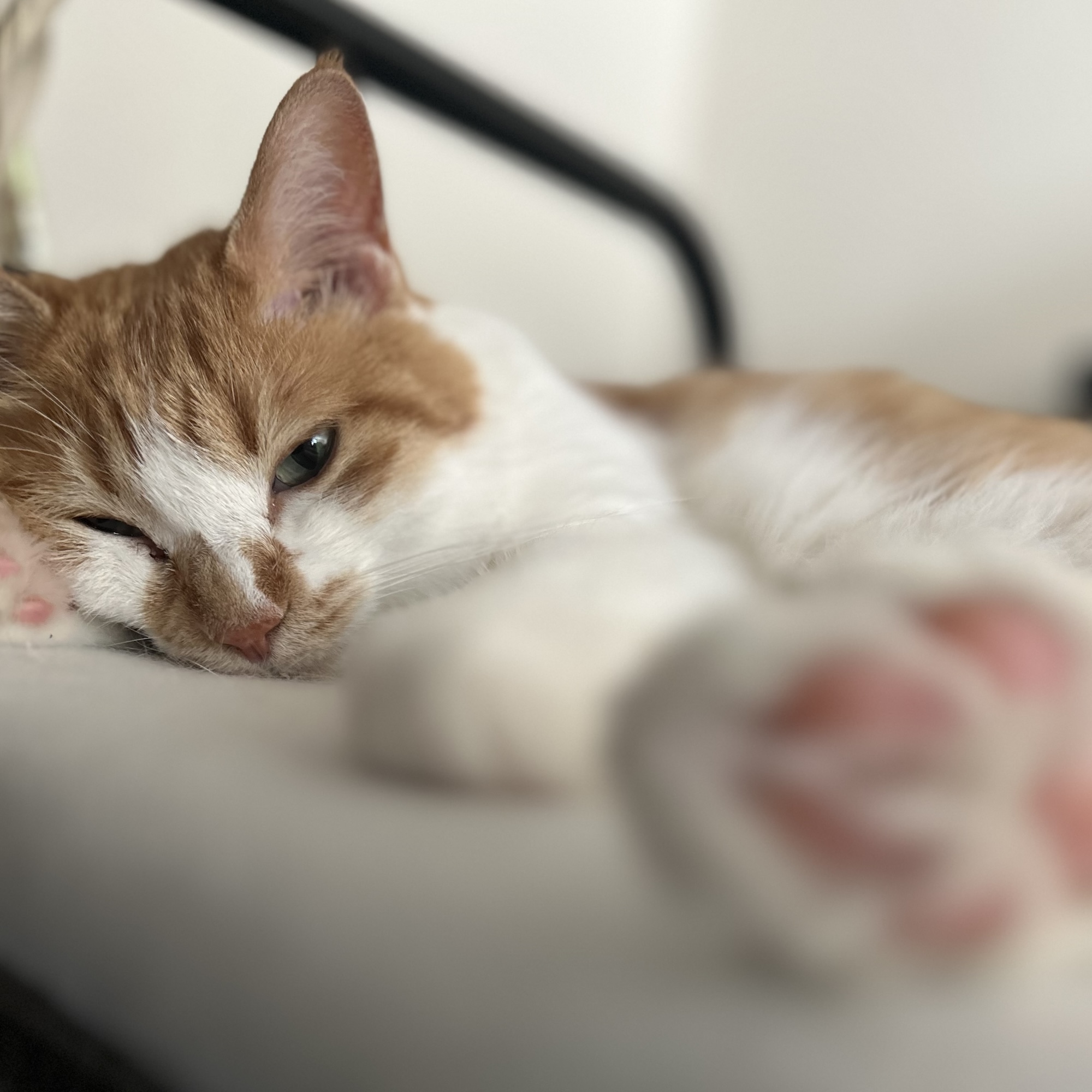 ねこは気まぐれに見えるけれど……。料理家・ワタナベマキのねことの暮らし #3