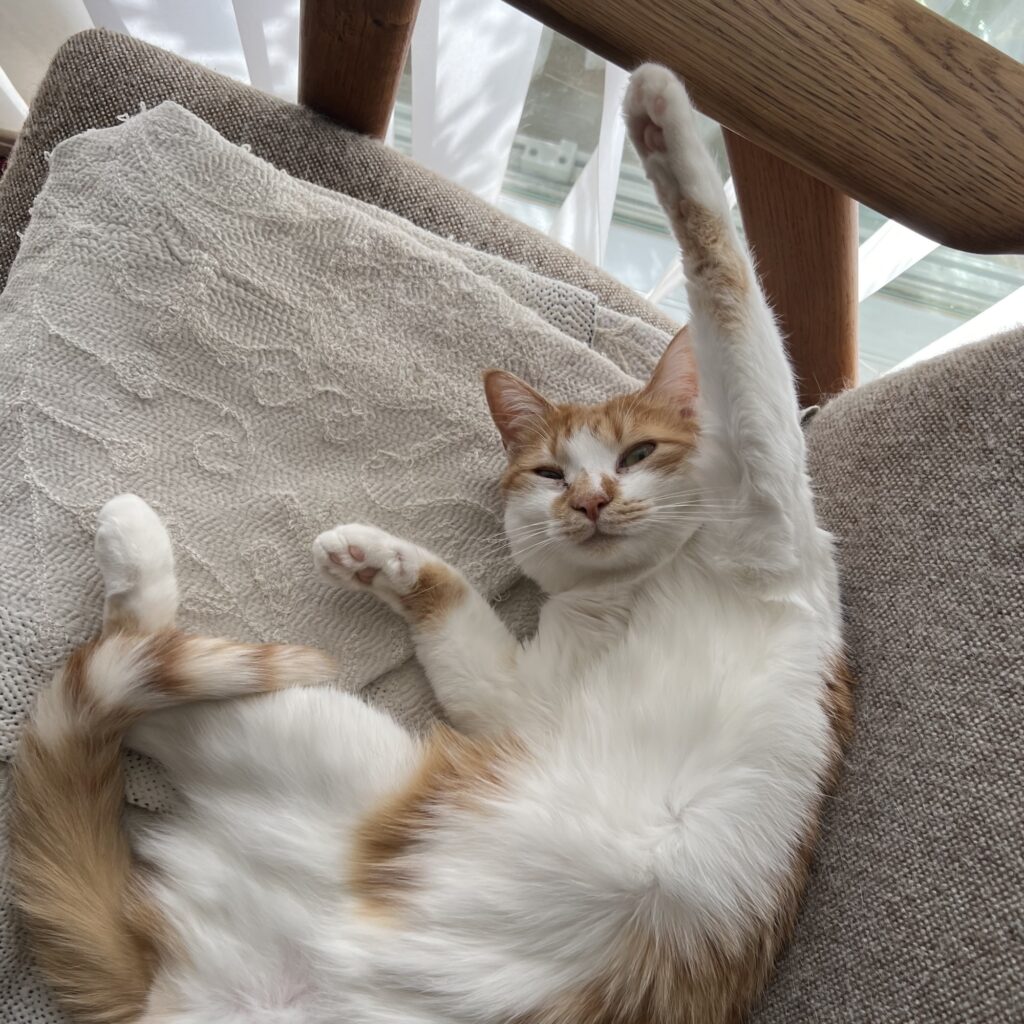 ねこは気まぐれに見えるけれど……。料理家・ワタナベマキのねことの暮らし #3 ねこは気まぐれに見えるけれど……。料理家・ワタナベマキのねことの暮らし #3