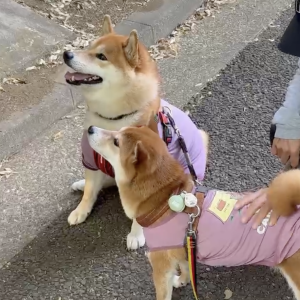 何だかおそろなぼくら。サイズ感はだいぶ違いますけどね〜。 柴犬　ハルくん