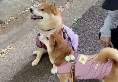 何だかおそろなぼくら。サイズ感はだいぶ違いますけどね〜。 柴犬　ハルくん