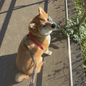 ゆっくりのんびり、それがぼくなりのお散歩なのです。