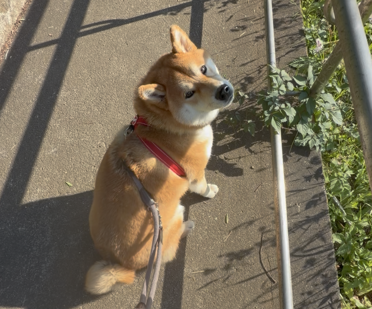 ゆっくりのんびり、それがぼくなりのお散歩なのです。
