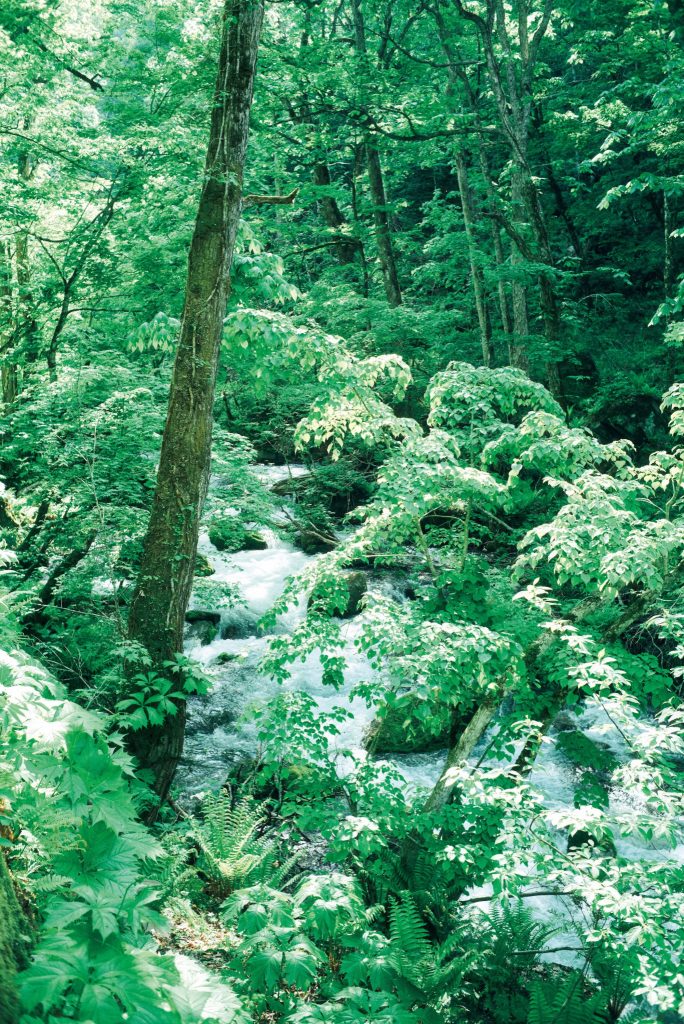 十和田湖から流れ出る奥入瀬川。岩に当たって白濁した水が木漏れ日を反射し、白銀に輝く。『奥入瀬渓流ホテル』で過ごす、川のせせらぎに包まれる癒やしの滞在。坂本美雨さんと巡る、青森への旅。 | 十和田湖から流れ出る奥入瀬川。岩に当たって白濁した水が木漏れ日を反射し、白銀に輝く。