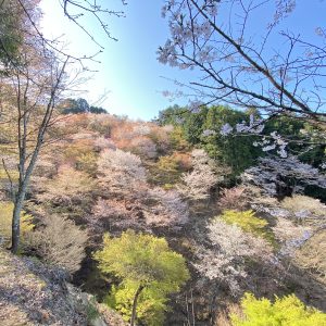 IMG_1956 | 吉野を語るうえで欠かせない、桜。シロヤマザクラを中心に野生種の山桜が咲き誇ります。