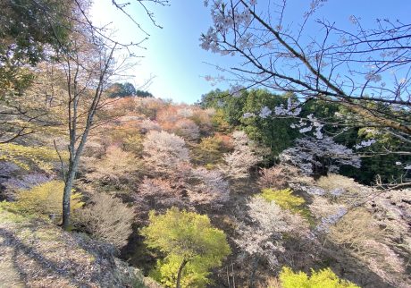 IMG_1956 | 吉野を語るうえで欠かせない、桜。シロヤマザクラを中心に野生種の山桜が咲き誇ります。 IMG_1956 | 吉野を語るうえで欠かせない、桜。シロヤマザクラを中心に野生種の山桜が咲き誇ります。