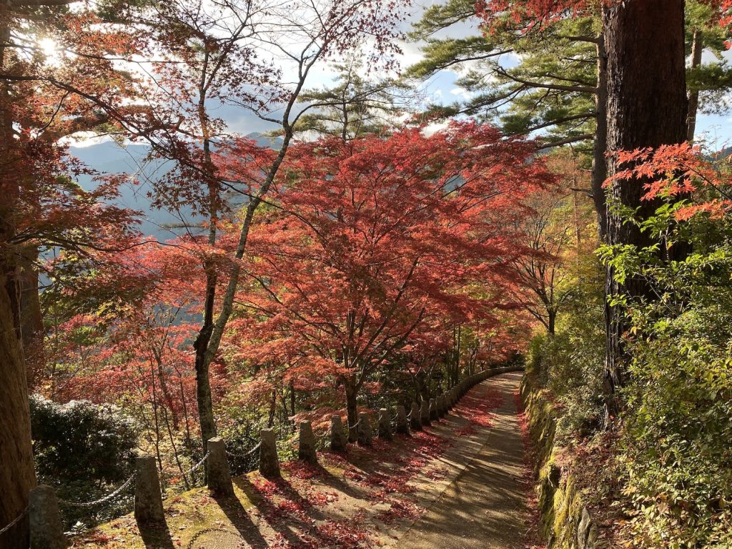 IMG_1963 | 桜の名所として知られる吉野ですが、秋の紅葉も見事です。
