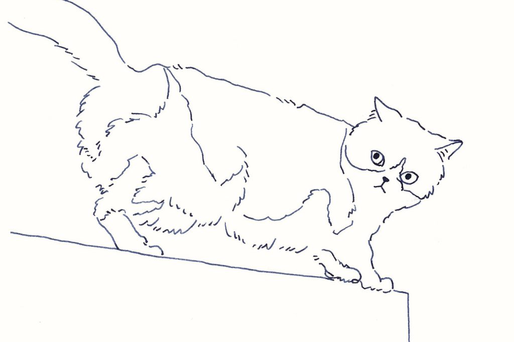 〈見下ろす猫〉イラストレーター 鳥屋 菜々子 のイラスト | 見下ろす猫 〈見下ろす猫〉イラストレーター 鳥屋 菜々子 のイラスト