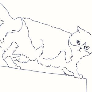 〈見下ろす猫〉イラストレーター 鳥屋 菜々子 のイラスト | 見下ろす猫