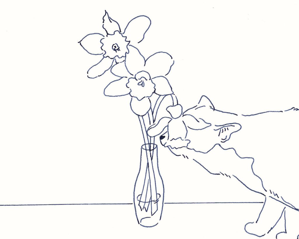 〈花と猫〉イラストレーター 鳥屋 菜々子 のイラスト | 花と猫 〈花と猫〉イラストレーター 鳥屋 菜々子 のイラスト