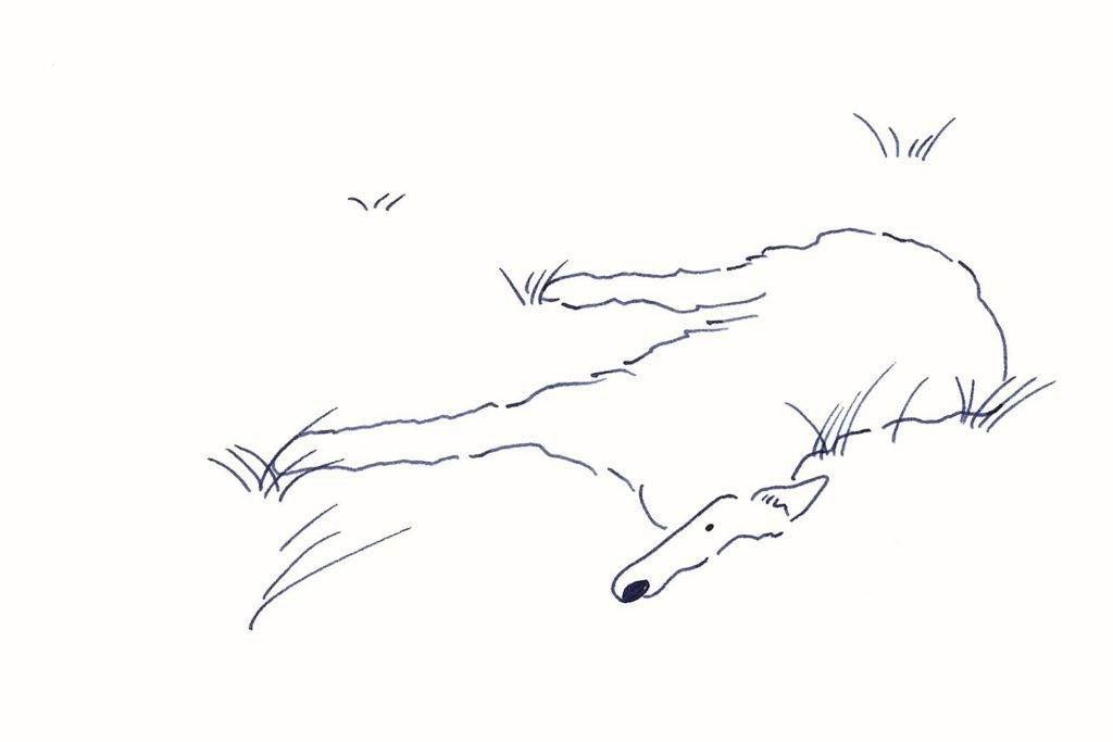 〈寝そべる犬〉イラストレーター 鳥屋 菜々子 のイラスト