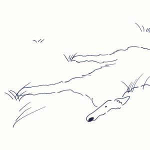 〈寝そべる犬〉イラストレーター 鳥屋 菜々子 のイラスト | 寝そべる犬