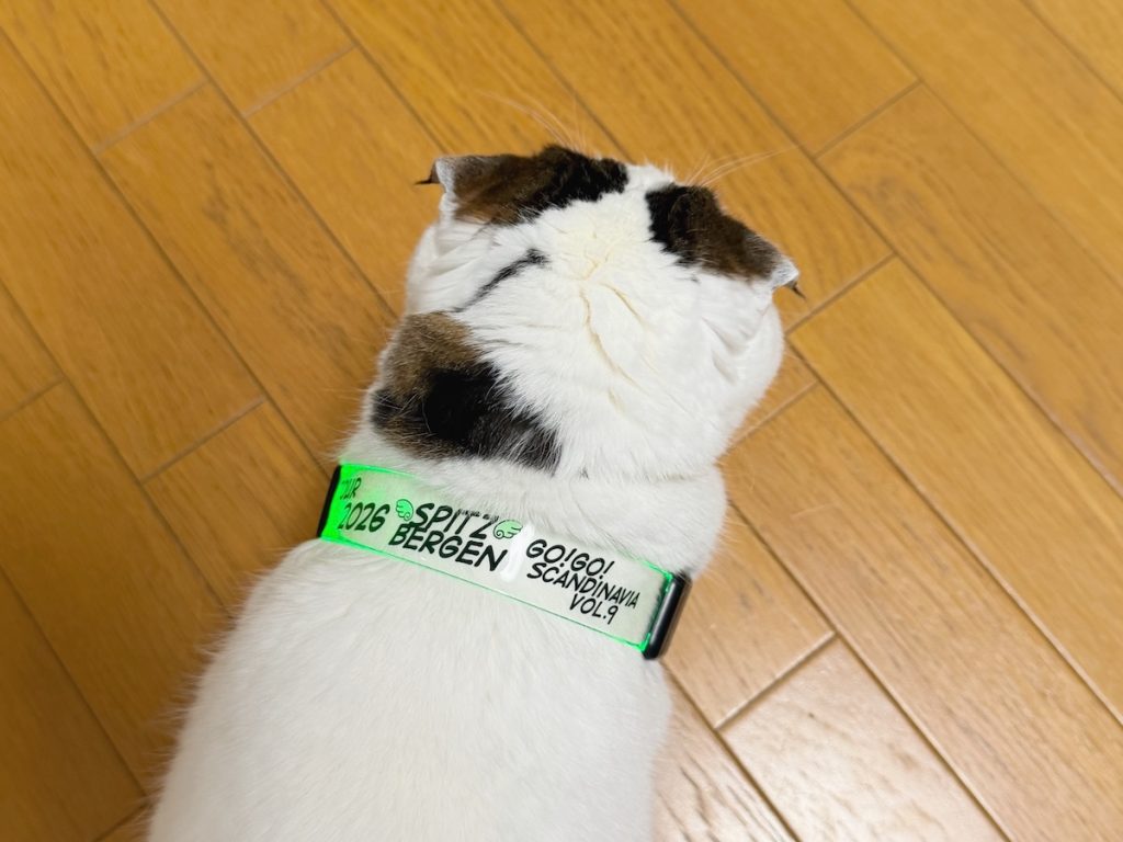 お散歩行こ?スコティッシュフォールド いなほ | 犬ってお散歩するとき、こんなピカピカ光るアイテムつけてるよねー。あれカッコいいよなー。オレもルンルンお散歩気分♪ お散歩行こ?スコティッシュフォールド いなほ | 犬ってお散歩するとき、こんなピカピカ光るアイテムつけてるよねー。あれカッコいいよなー。オレもルンルンお散歩気分♪