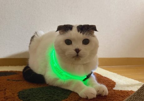 お散歩行こ？スコティッシュフォールド いなほ | ……、やっぱりちょっと落ち着かんかもー！