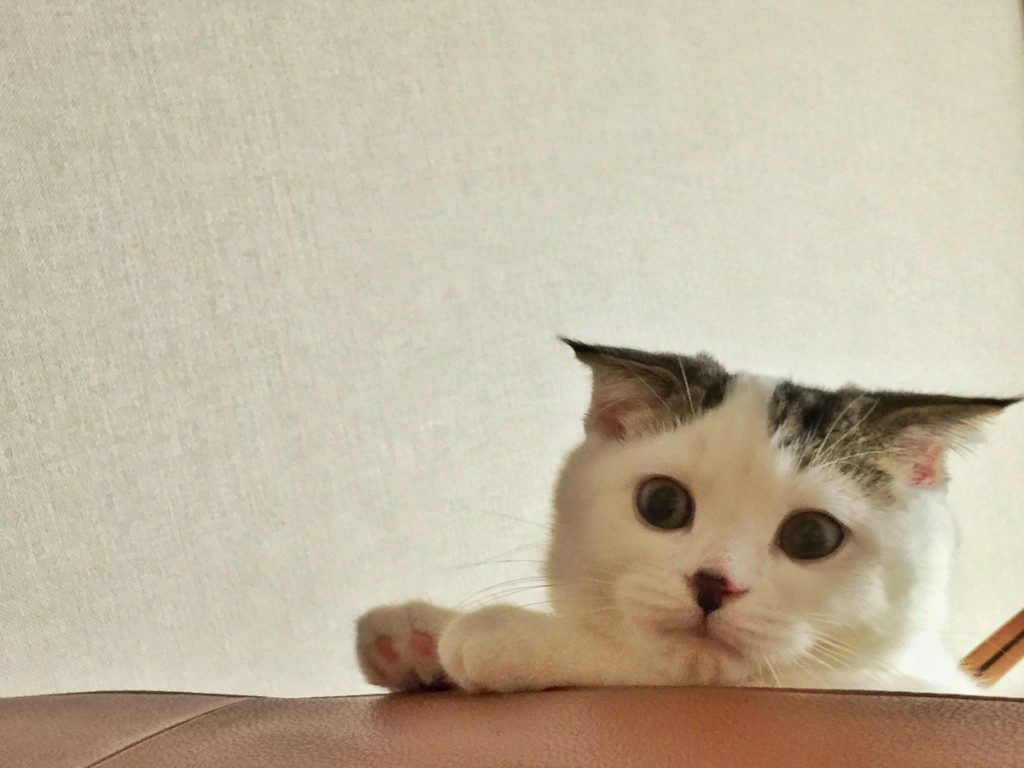 赤ちゃんのオレ、覗き込む先には？スコティッシュフォールド いなほ | 赤ちゃんのオレシリーズ。飼い主を覗き込むオレ。何してんのー?