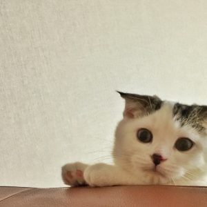 赤ちゃんのオレ、覗き込む先には？スコティッシュフォールド いなほ | 赤ちゃんのオレシリーズ。飼い主を覗き込むオレ。何してんのー?