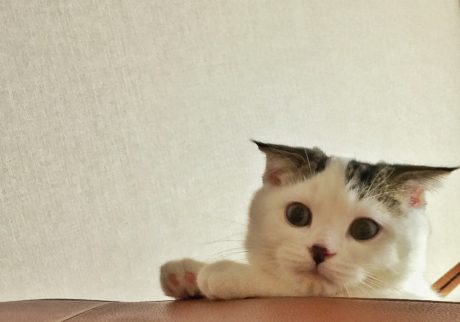 赤ちゃんのオレ、覗き込む先には？スコティッシュフォールド いなほ | 赤ちゃんのオレシリーズ。飼い主を覗き込むオレ。何してんのー?