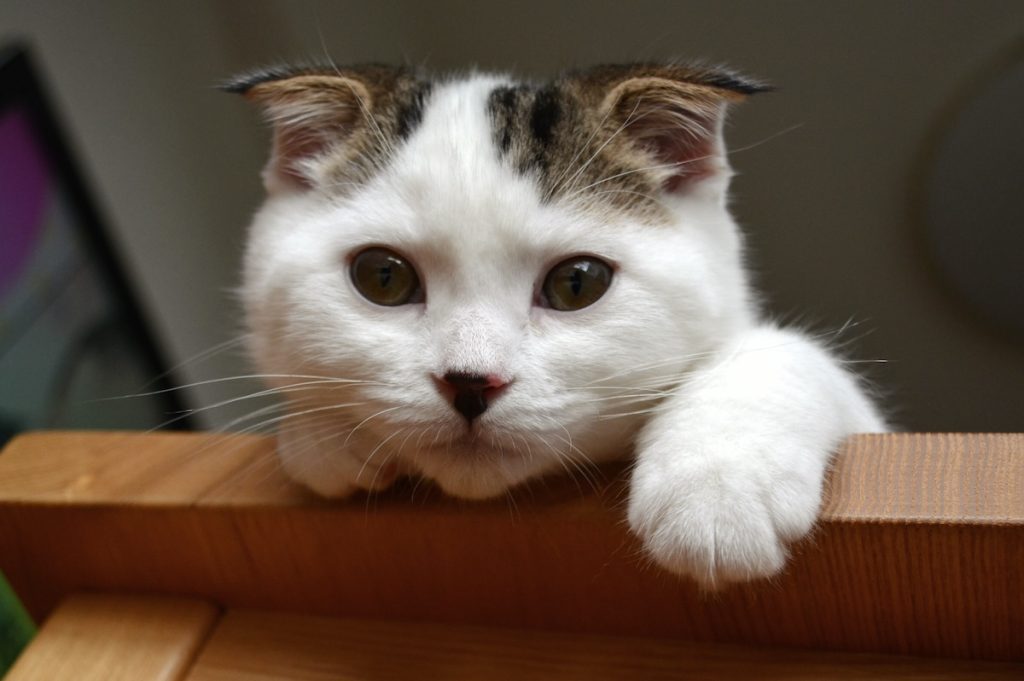 赤ちゃんのオレ、覗き込む先には？スコティッシュフォールド いなほ | 飼い主、ゴロゴロしすぎー！