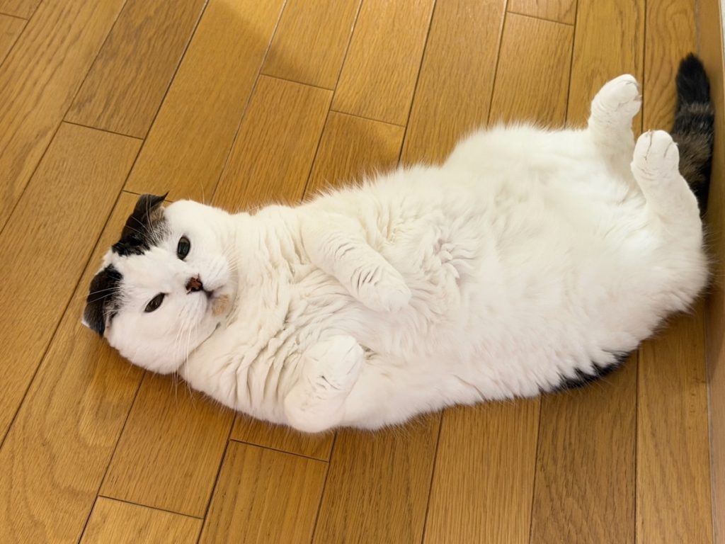 今年もこの季節がやってきた。スコティッシュフォールド いなほ | ねこが転がる季節がやってきました。今年の夏は、暑さが厳しくなるらしい。