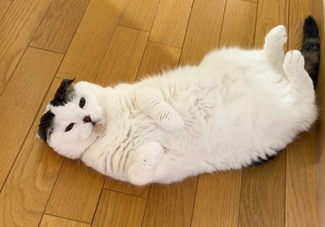 今年もこの季節がやってきた。スコティッシュフォールド いなほ | ねこが転がる季節がやってきました。今年の夏は、暑さが厳しくなるらしい。 今年もこの季節がやってきた。スコティッシュフォールド いなほ | ねこが転がる季節がやってきました。今年の夏は、暑さが厳しくなるらしい。