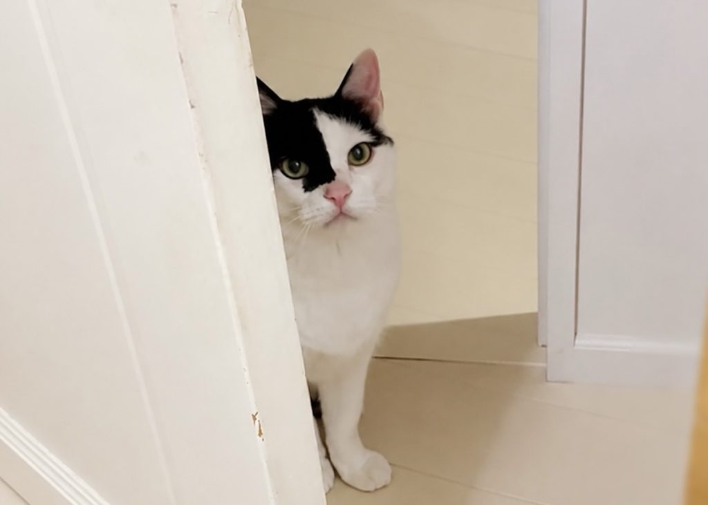 お風呂上がり、出待ちの理由。お風呂上がり、出待ちの理由。保護猫 えいた