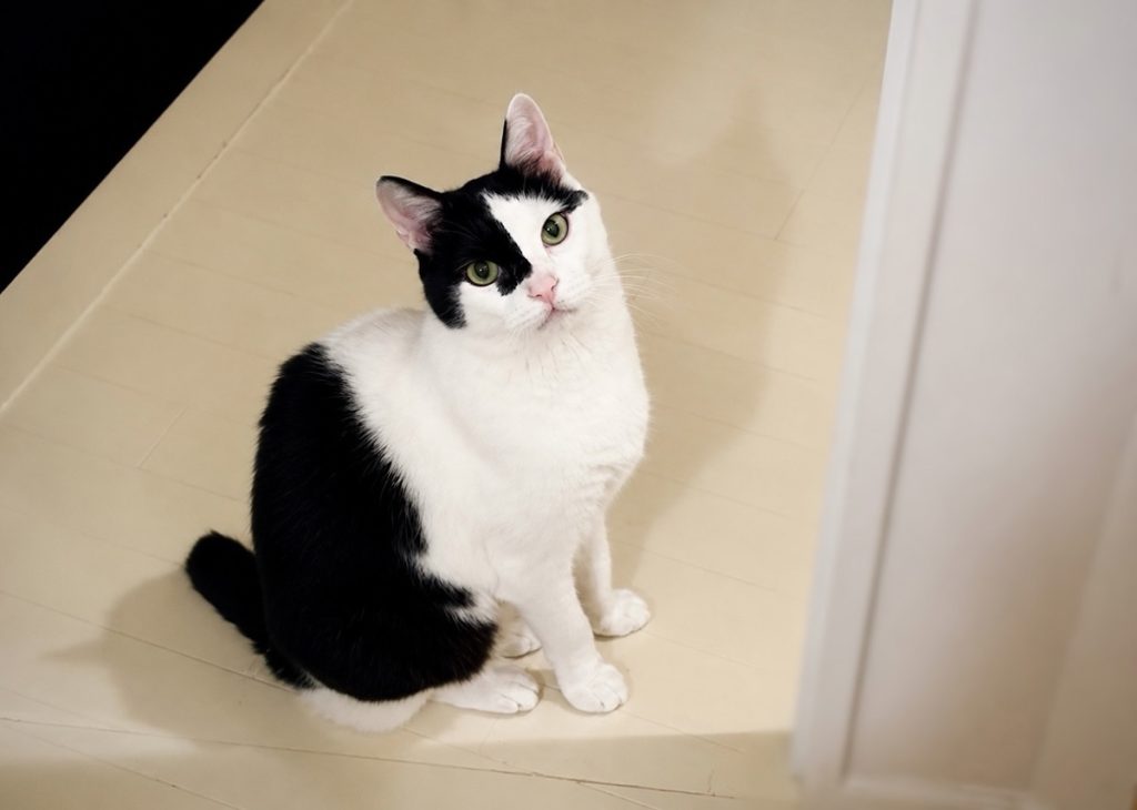 お風呂上がり、出待ちの理由。お風呂上がり、出待ちの理由。保護猫 えいた